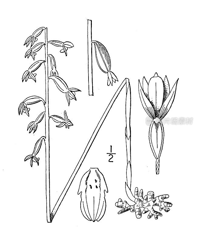 古植物学植物插图:Corallorhiza Corallorhiza，早期珊瑚根